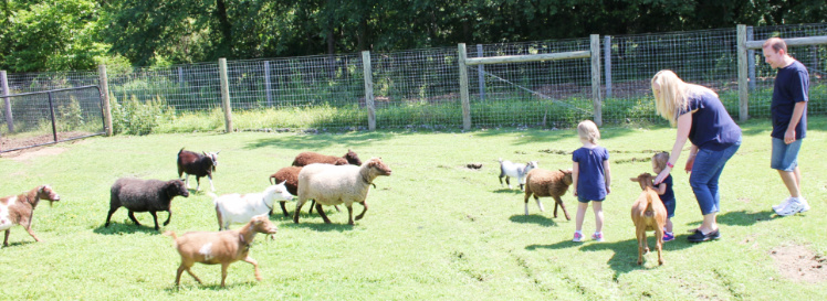 Nigerian Dwarf Goats for sale in PA